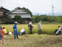 Rice Harvesting 1