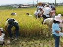 Rice Harvesting 2
