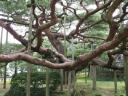 Kanazawa Kenroku-en Pine