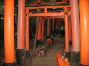 Fushimi Inari Raising
