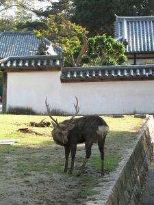 Nara Nigatsu-dou Deer