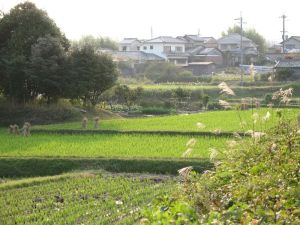 Nara Fields