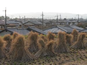 Nara Rice Roofs
