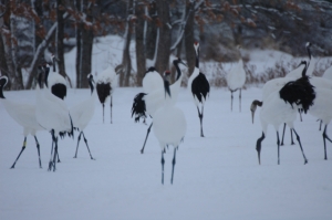 Red-Crowned Cranes (image from Wikipedia)