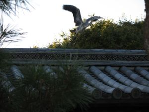 A Heron Takes Flight at a Temple in Kyoto
