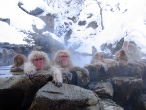 Snow Monkeys in a Hotspring at Jigokudani, Nagano